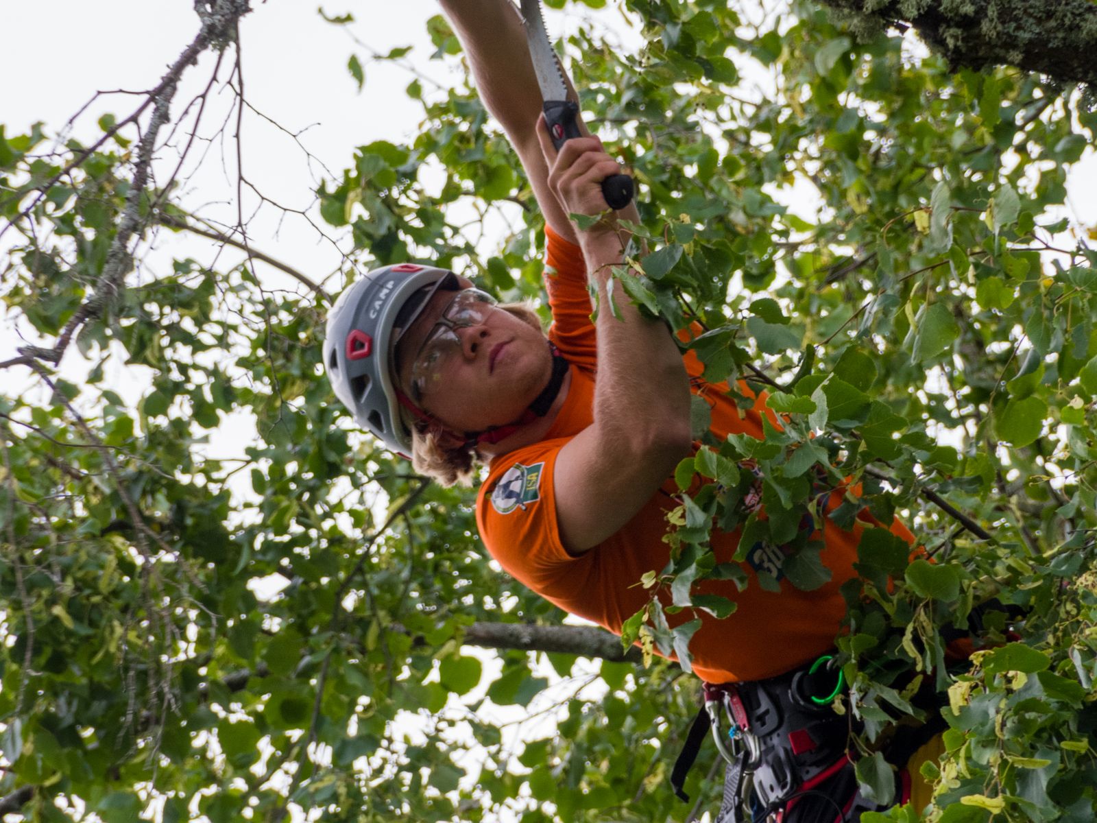 Arborist working in a tree canopy