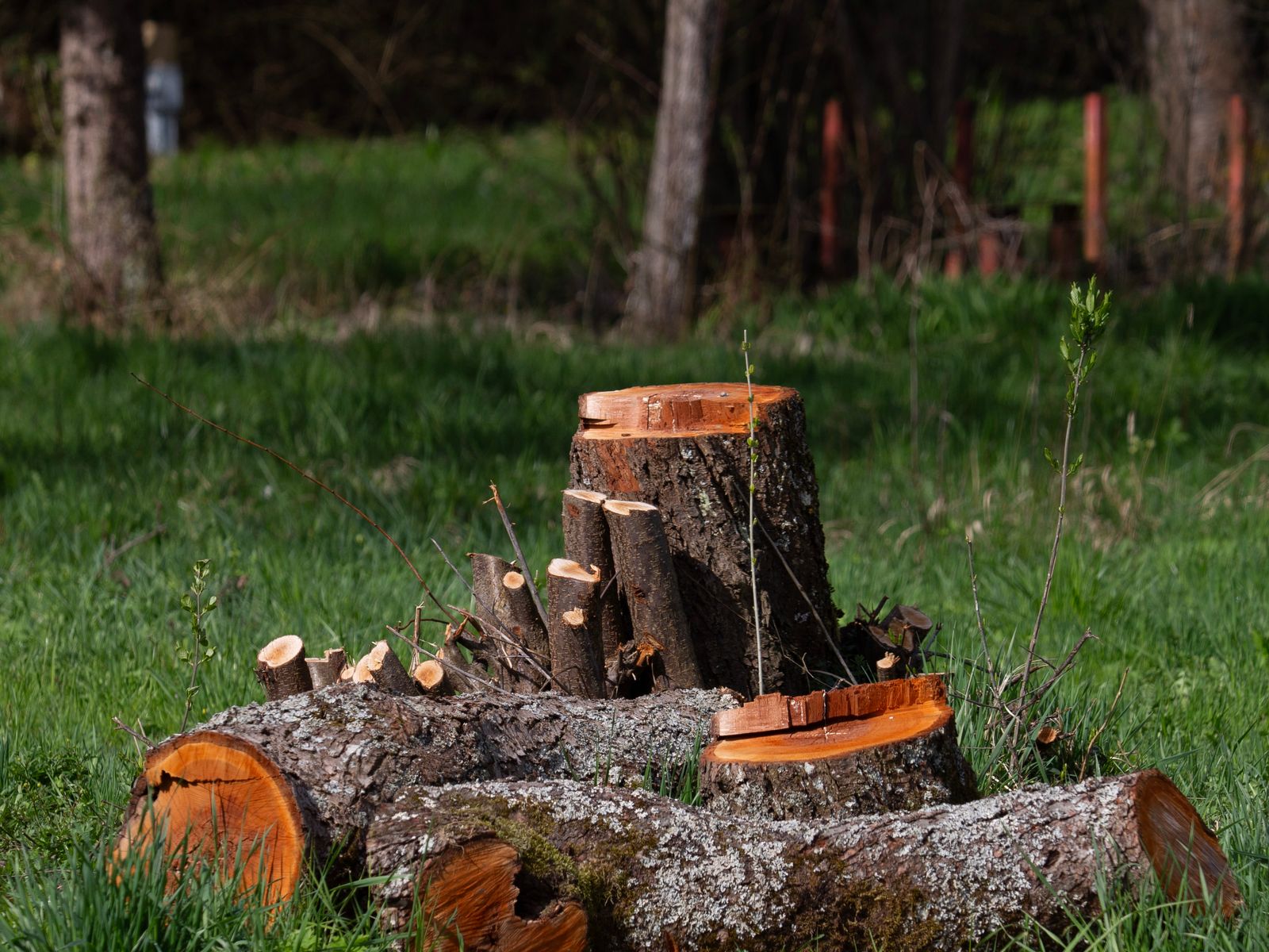 Freshly cut stump and sections of wood on the ground