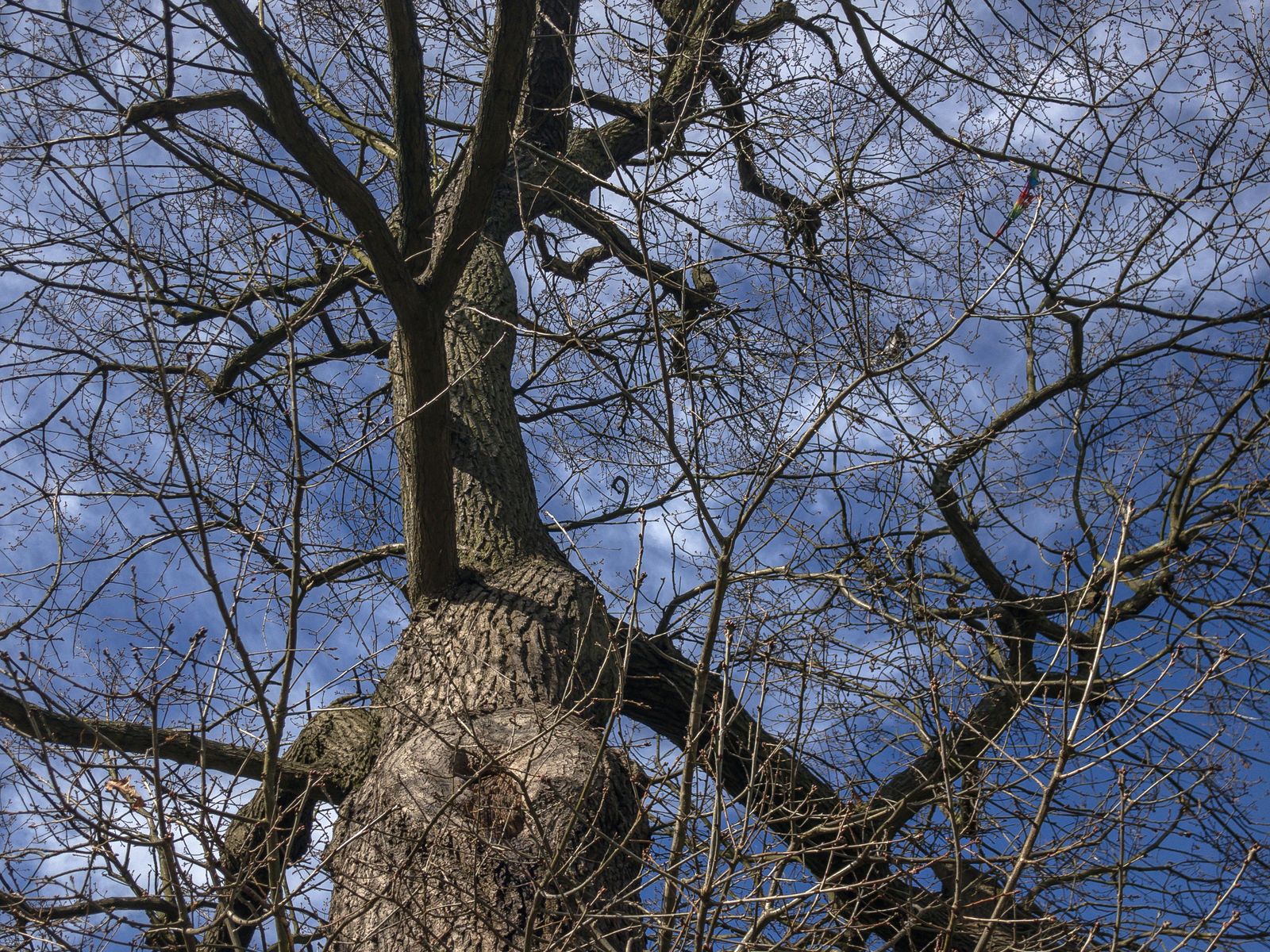 Mature tree trunk and branching canopy