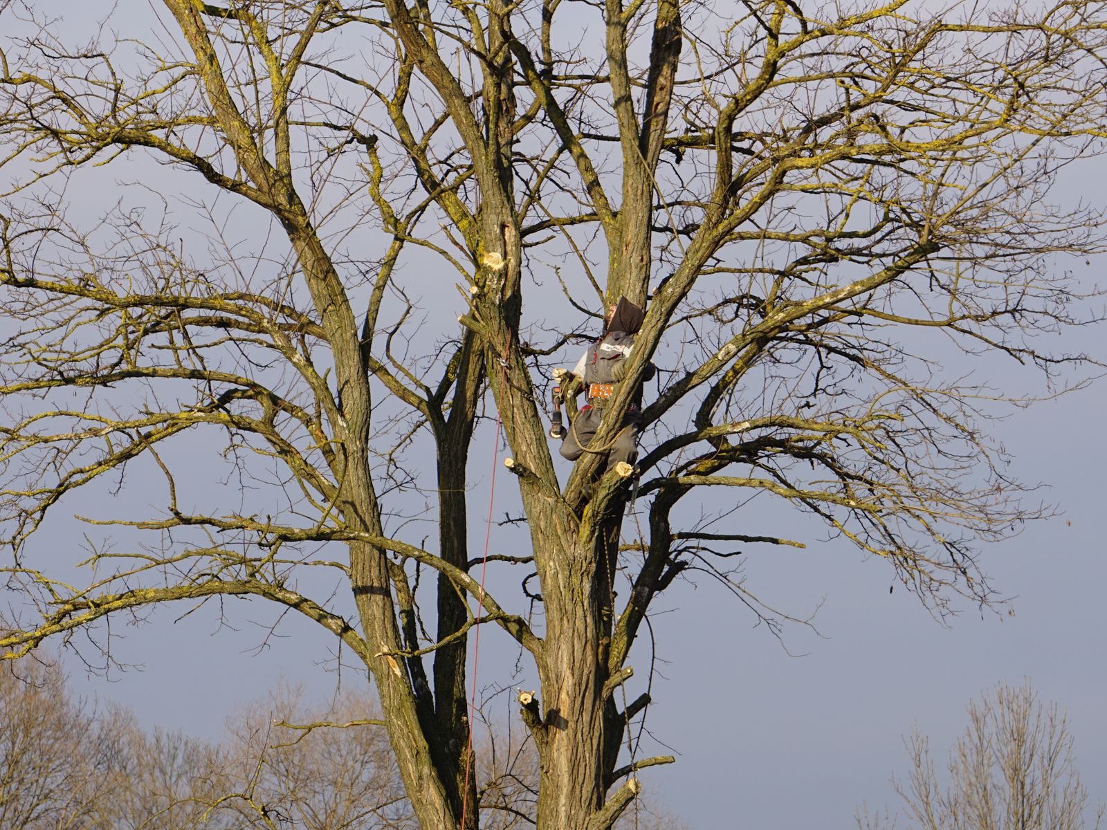 View of bare branches showing the structure of a tree