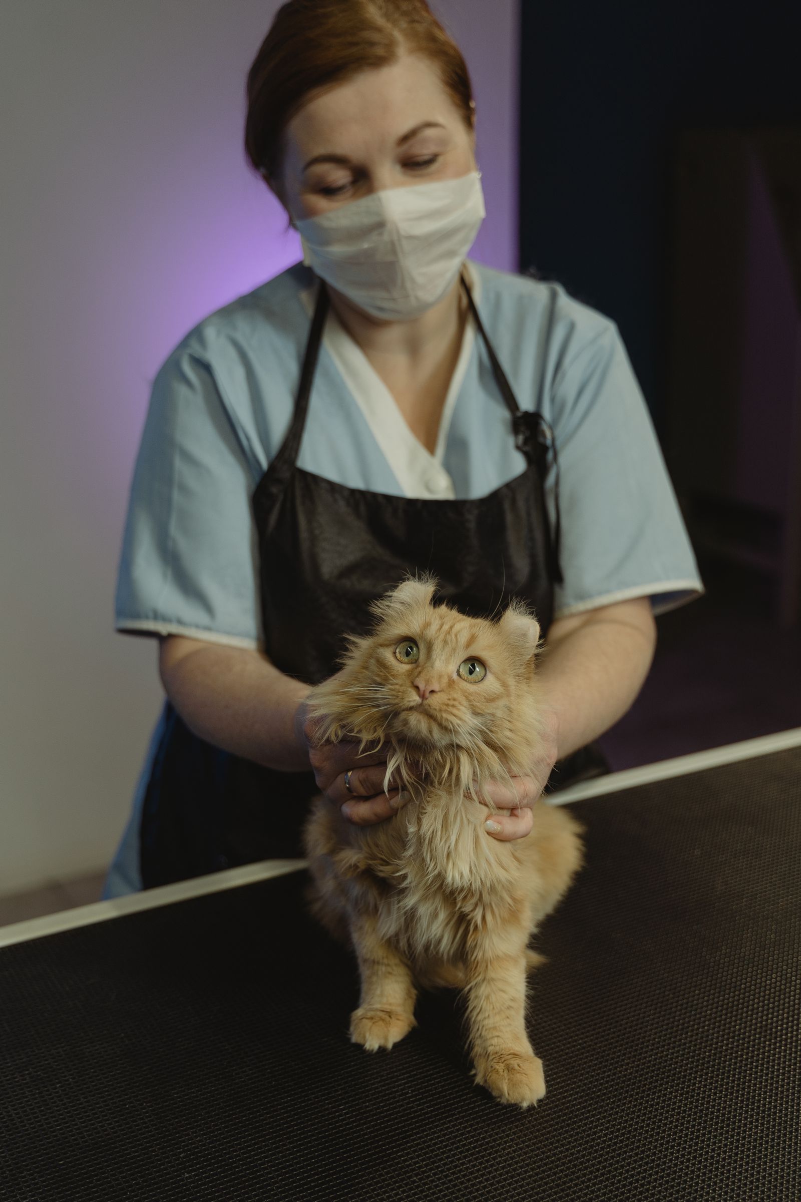 Cat being held in a veterinary setting