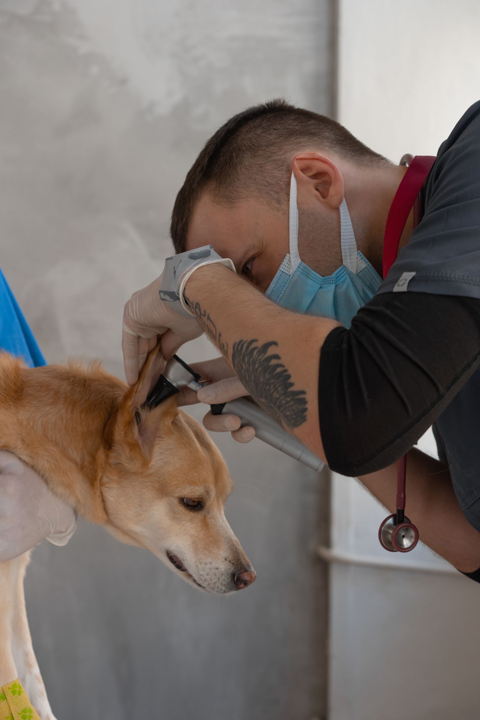 Veterinary examination of a dog