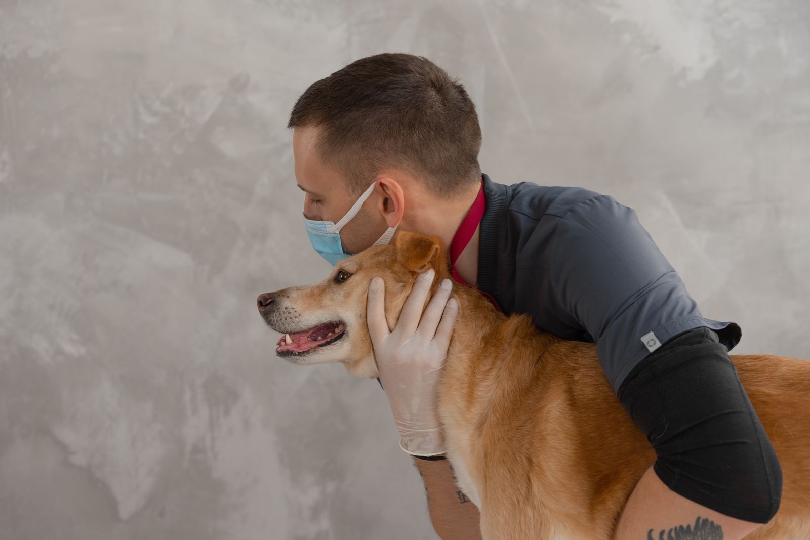 Dog held gently during a veterinary visit