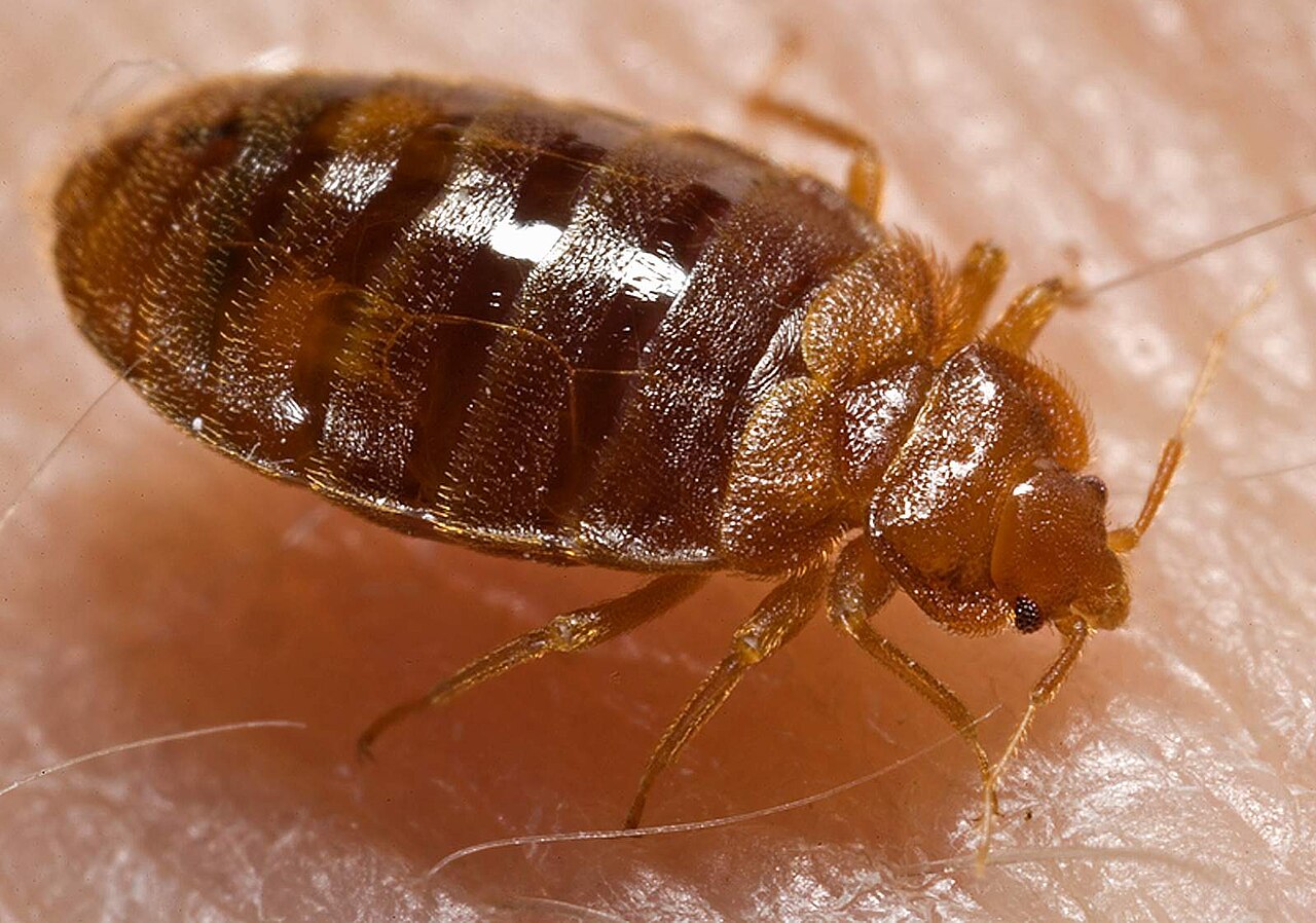 Bed bug (Cimex lectularius), photographed specimen.