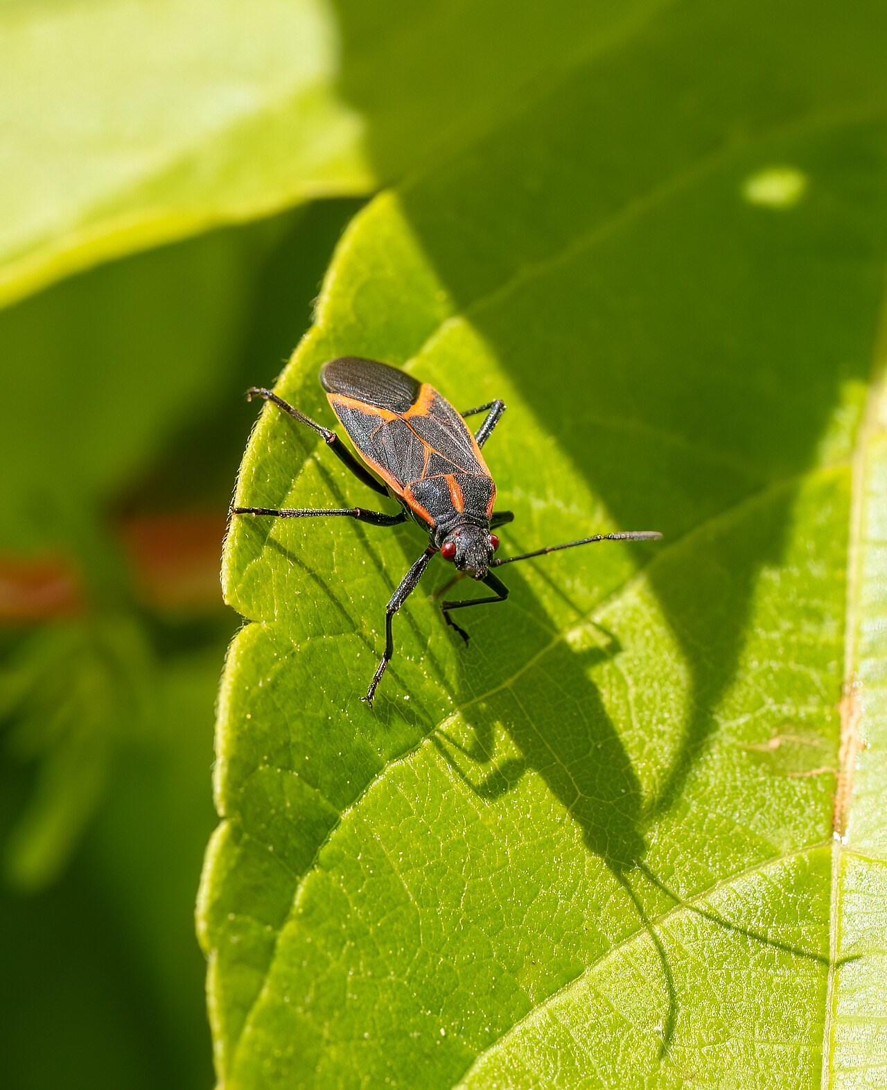 Boxelder bug (Boisea trivittata), photographed specimen.