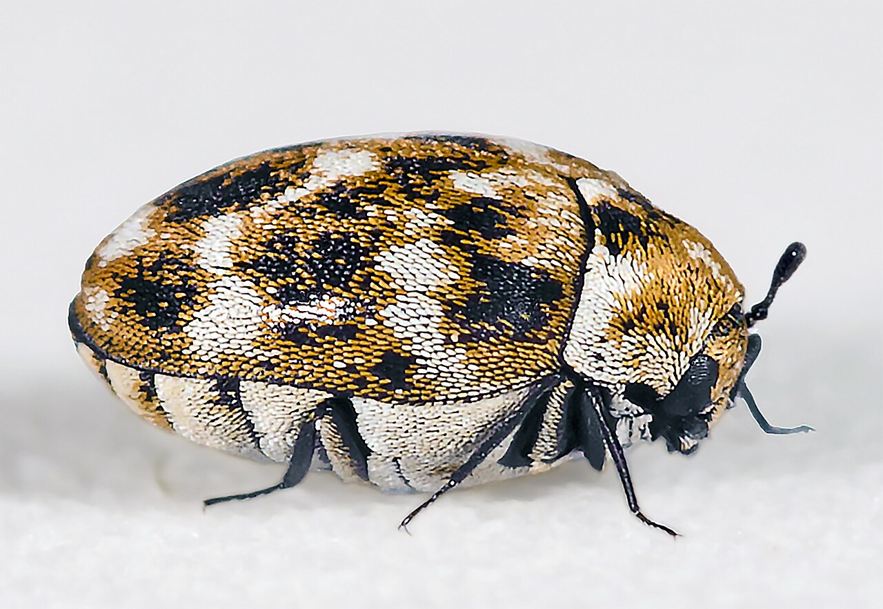 Varied carpet beetle (Anthrenus verbasci), photographed specimen.