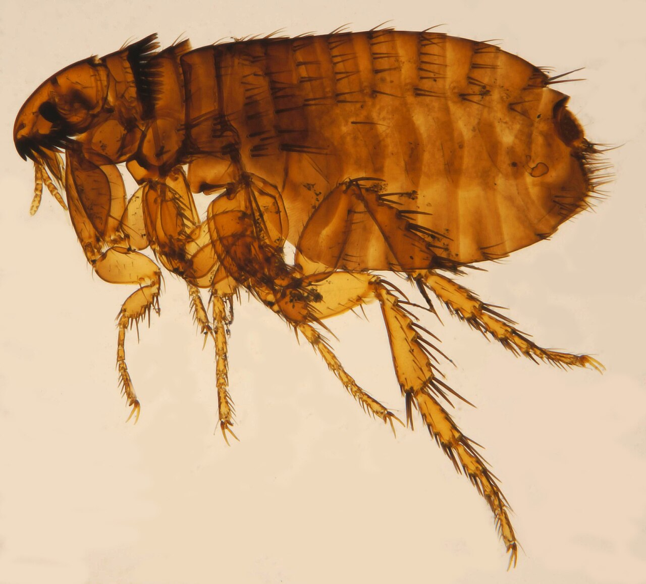 Cat flea (Ctenocephalides felis), photographed specimen.