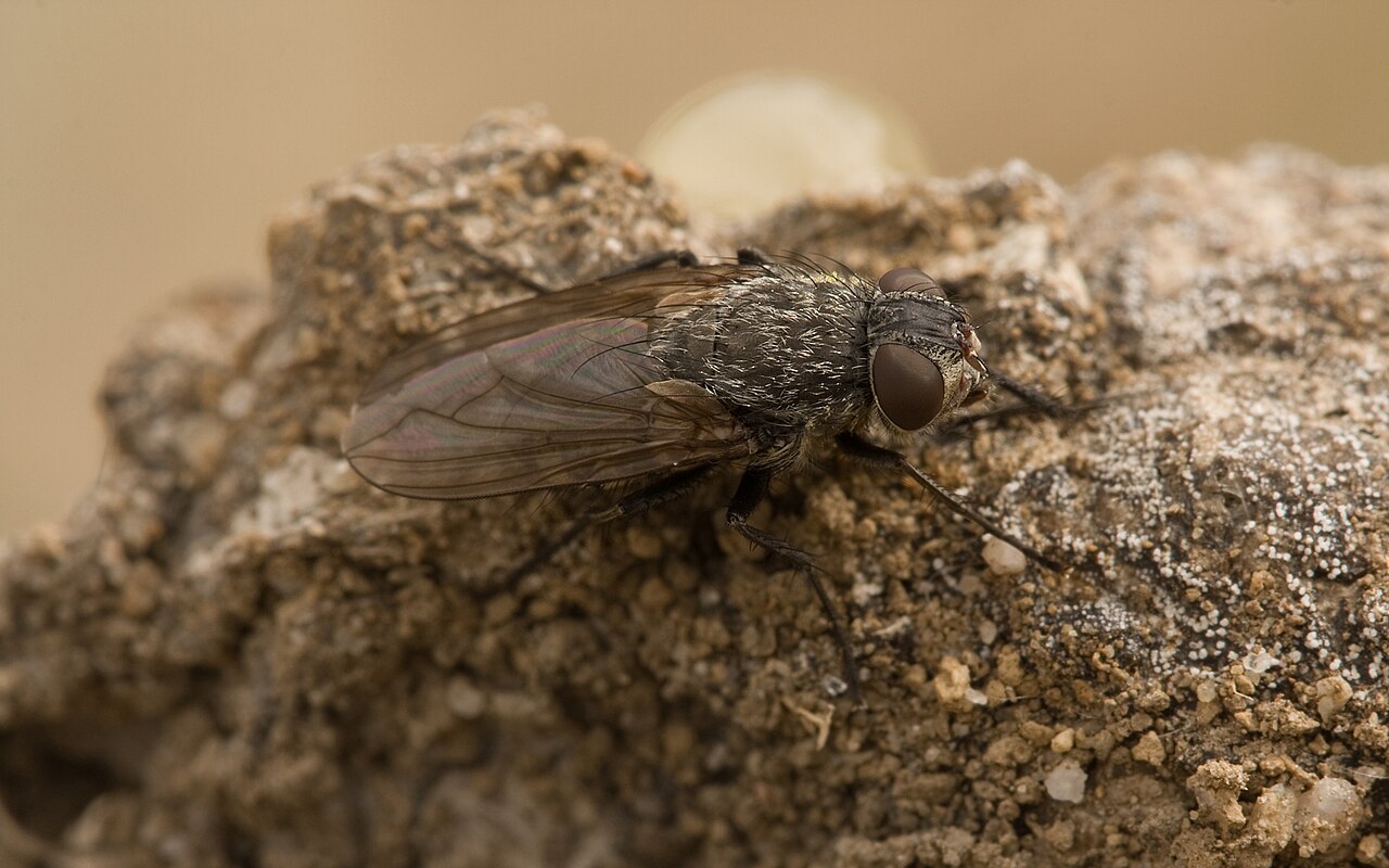 Cluster fly (Pollenia rudis), photographed specimen.