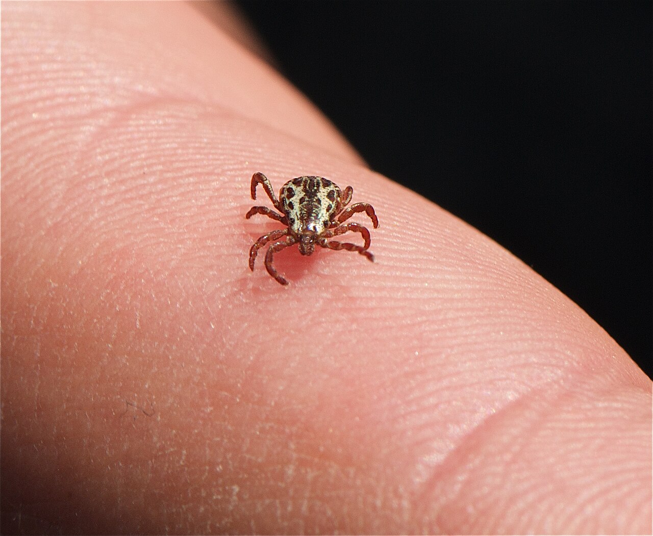 American dog tick (Dermacentor variabilis), photographed specimen.