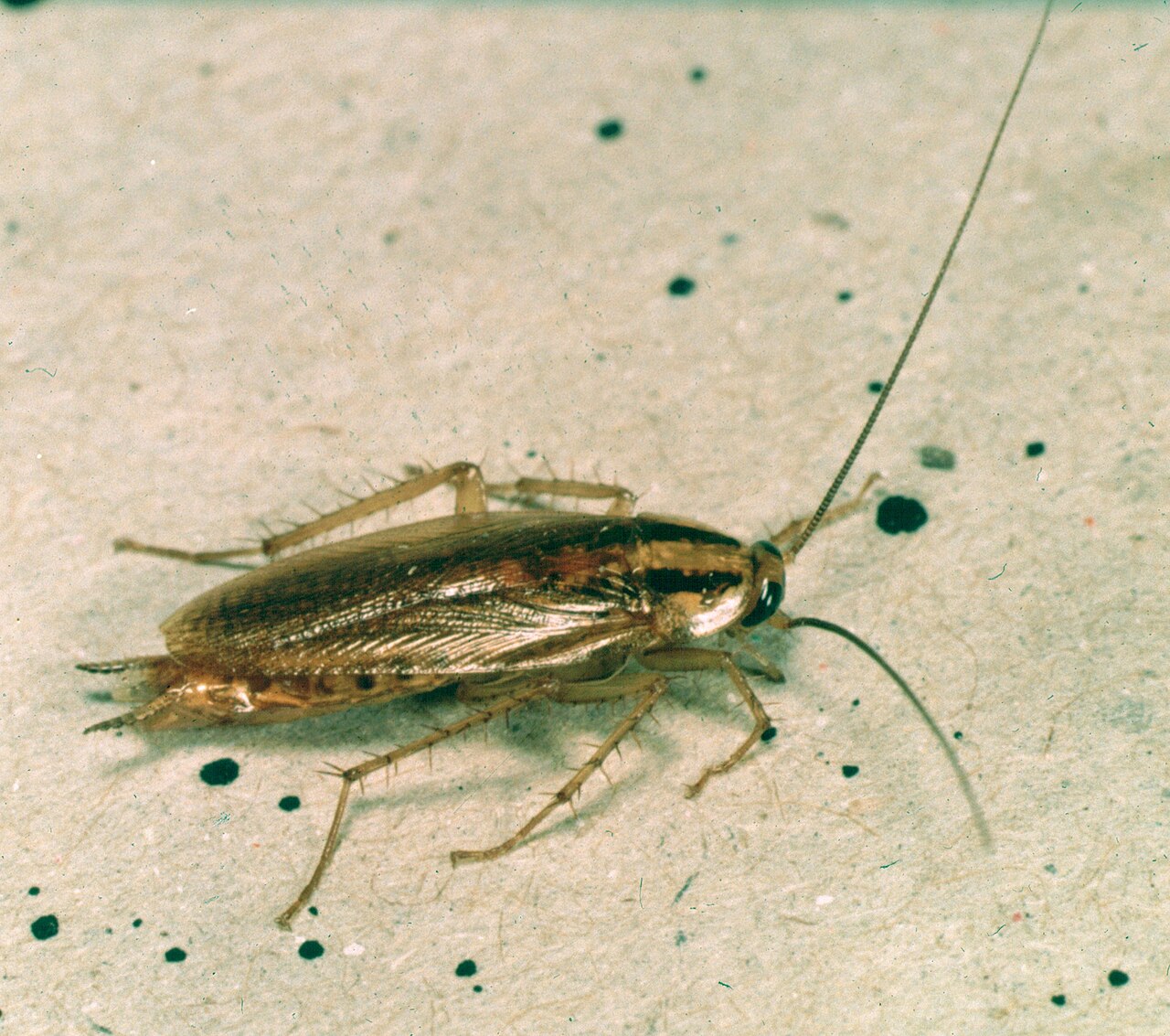 German cockroach (Blattella germanica), photographed specimen.
