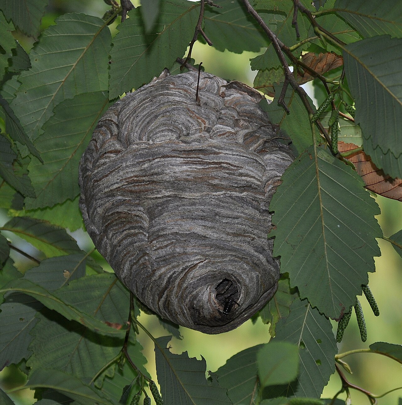 Bald-faced hornet nest (Dolichovespula maculata), photographed specimen.