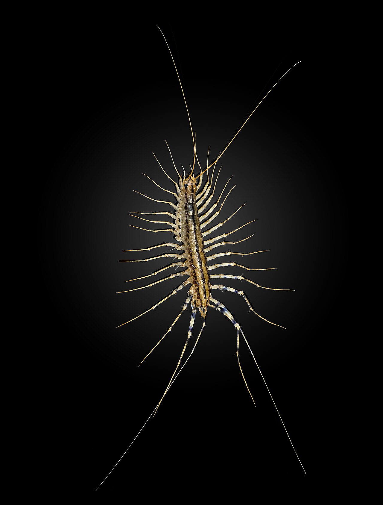 House centipede (Scutigera coleoptrata), photographed specimen.