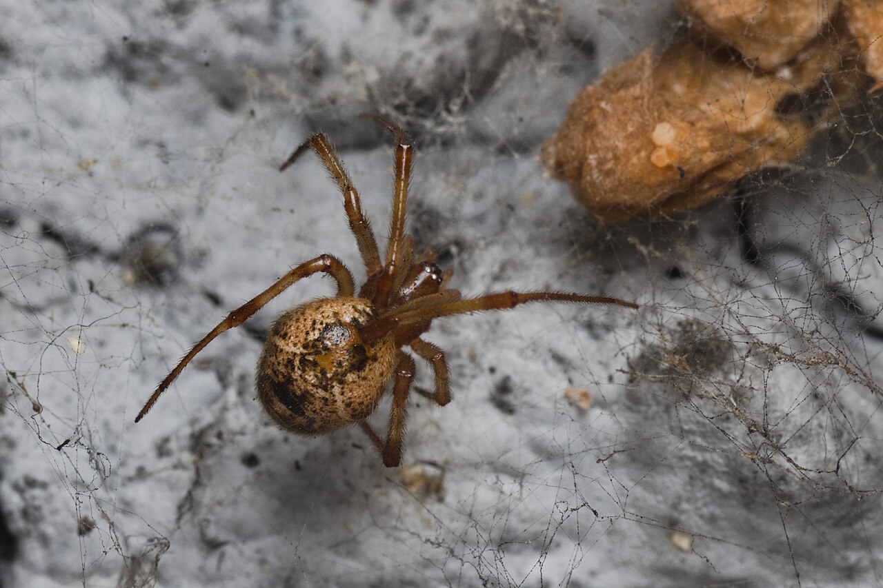 Common house spider (Parasteatoda tepidariorum), photographed specimen.