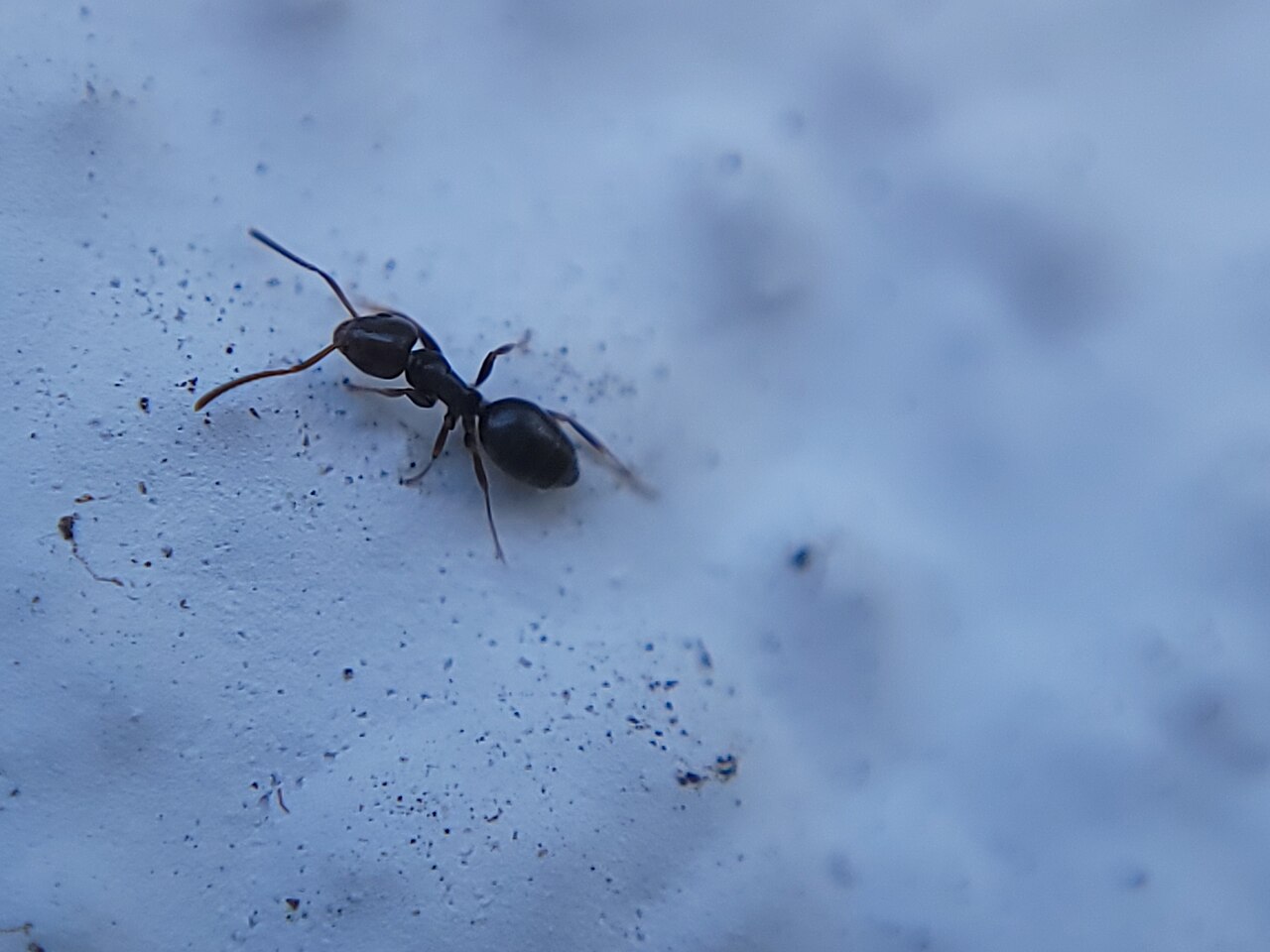 Odorous house ant (Tapinoma sessile), photographed specimen.