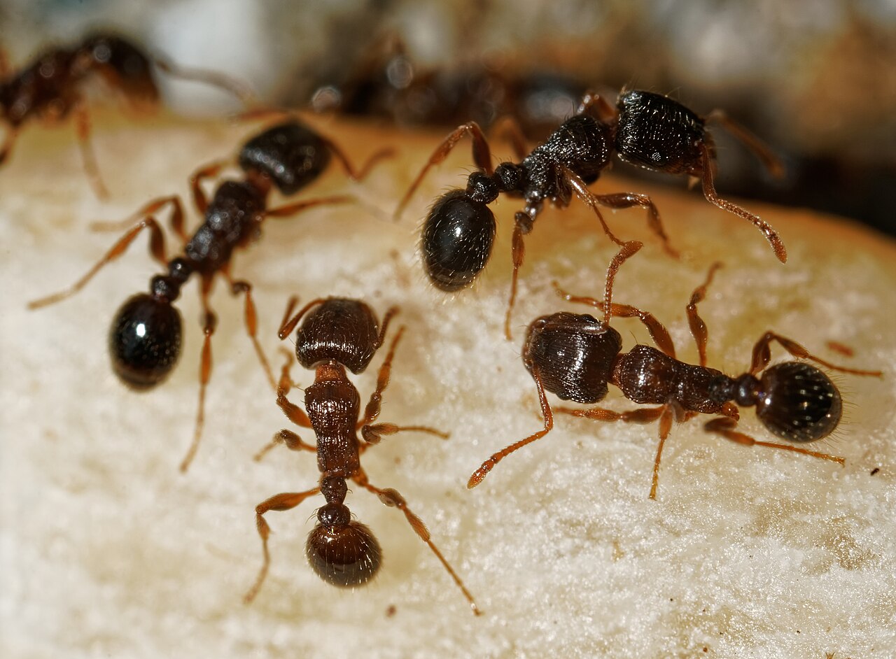Pavement ant (Tetramorium immigrans), photographed specimen.