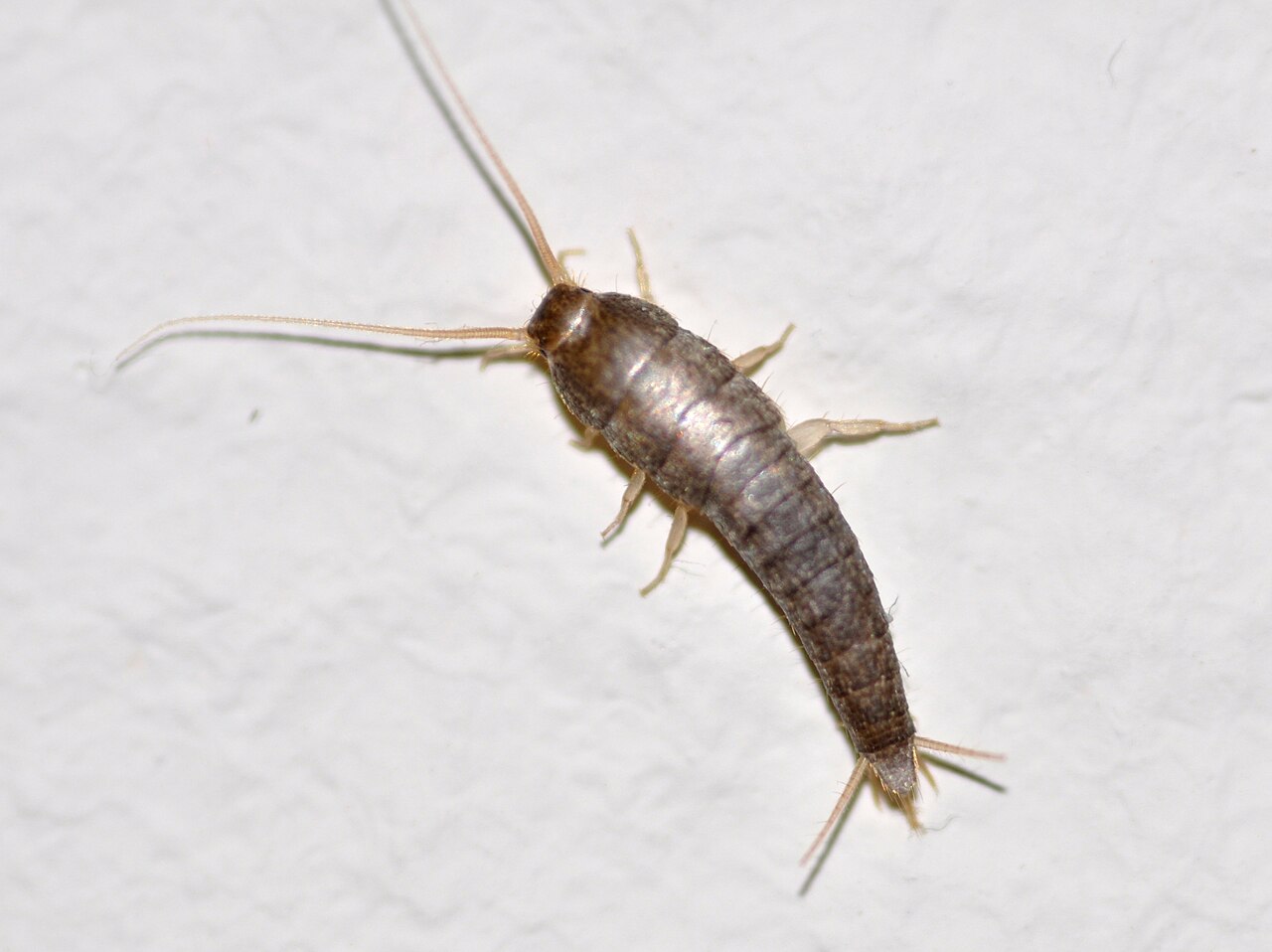 Silverfish (Lepisma saccharina), photographed specimen.
