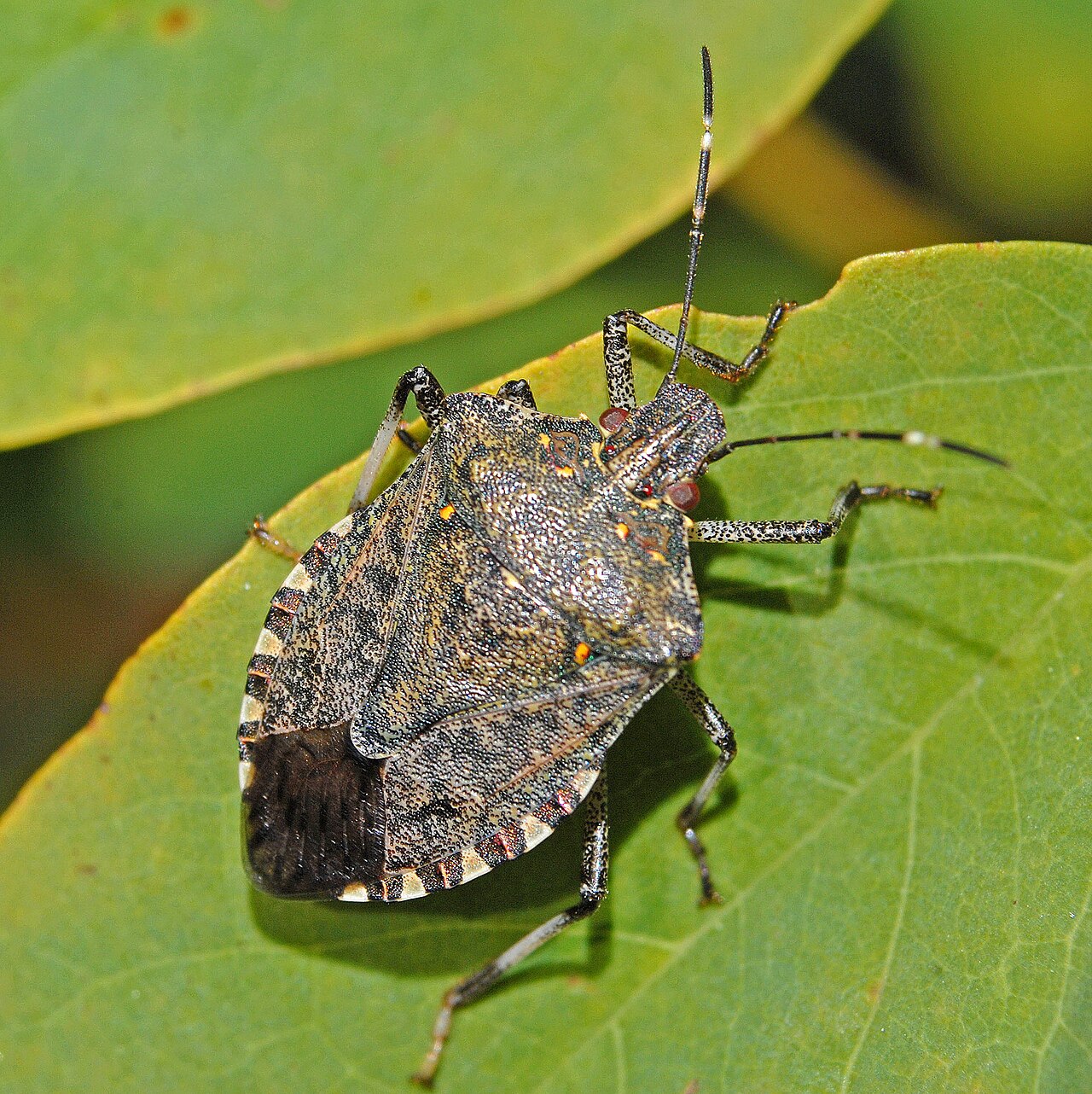 Brown marmorated stink bug (Halyomorpha halys), photographed specimen.