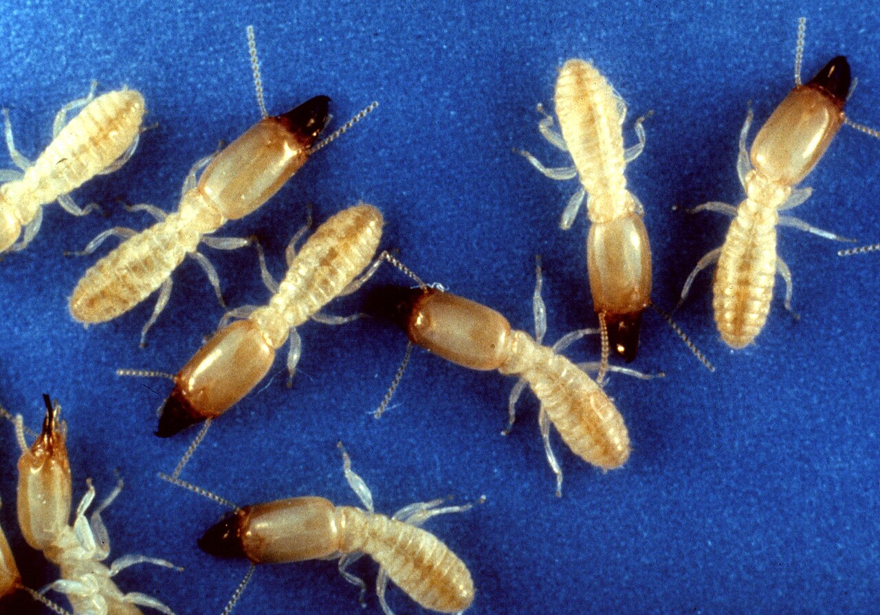 Eastern subterranean termite (Reticulitermes flavipes), photographed specimen.