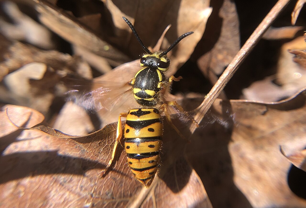 Eastern yellowjacket (Vespula maculifrons), photographed specimen.
